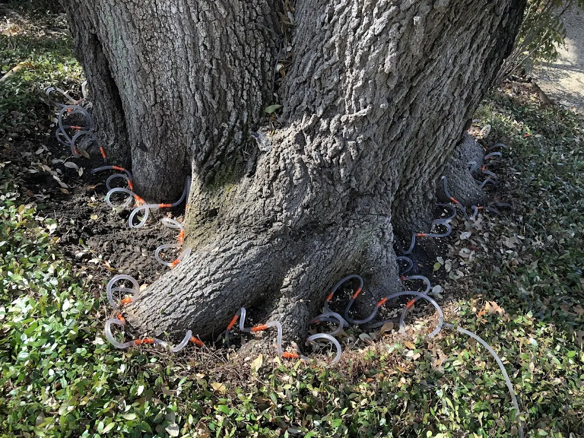 Detailed Tree Cabling and Bracing job site in Millerton